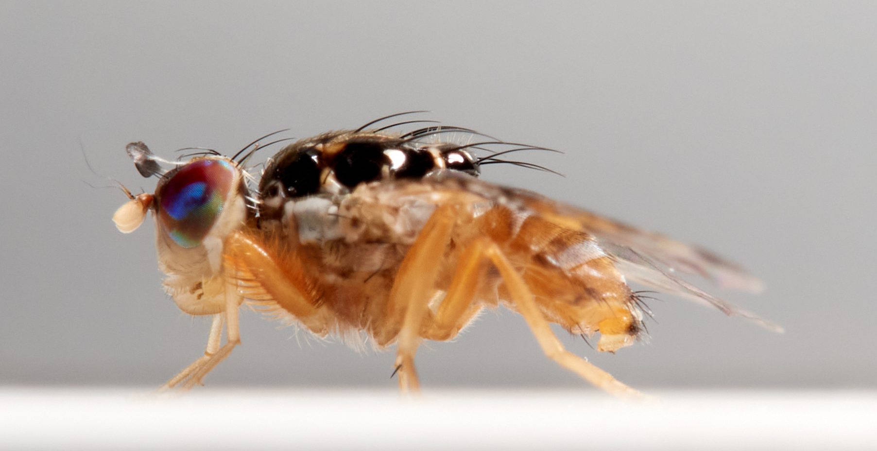 Mediterranean Fruit Fly. Ceratitis Capitata.