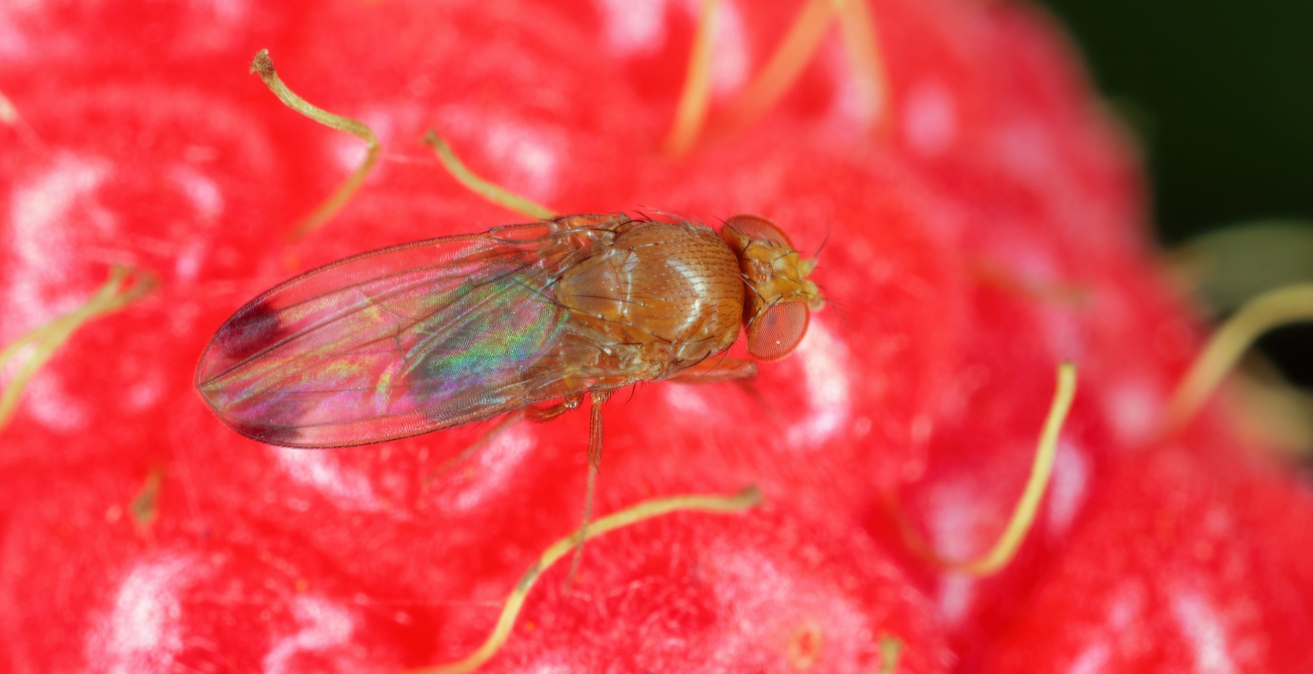 Male Drosophila Suzukii Commonly Called The Spotted Wing Drosophila Or Swd. It Is A Fruit Fly A Major Pest Species Of Many Kind Of Fruits.