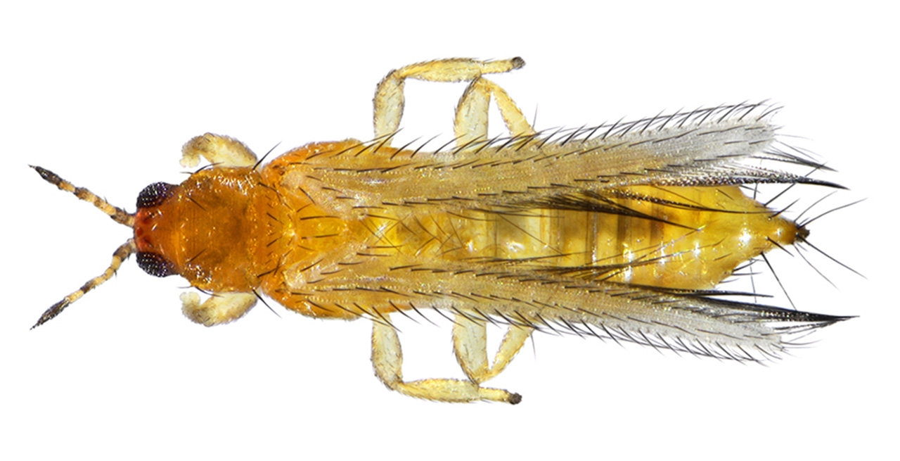 Berry Brief 2026 Q1 01 Bridging The Knowledge Gap FINAL