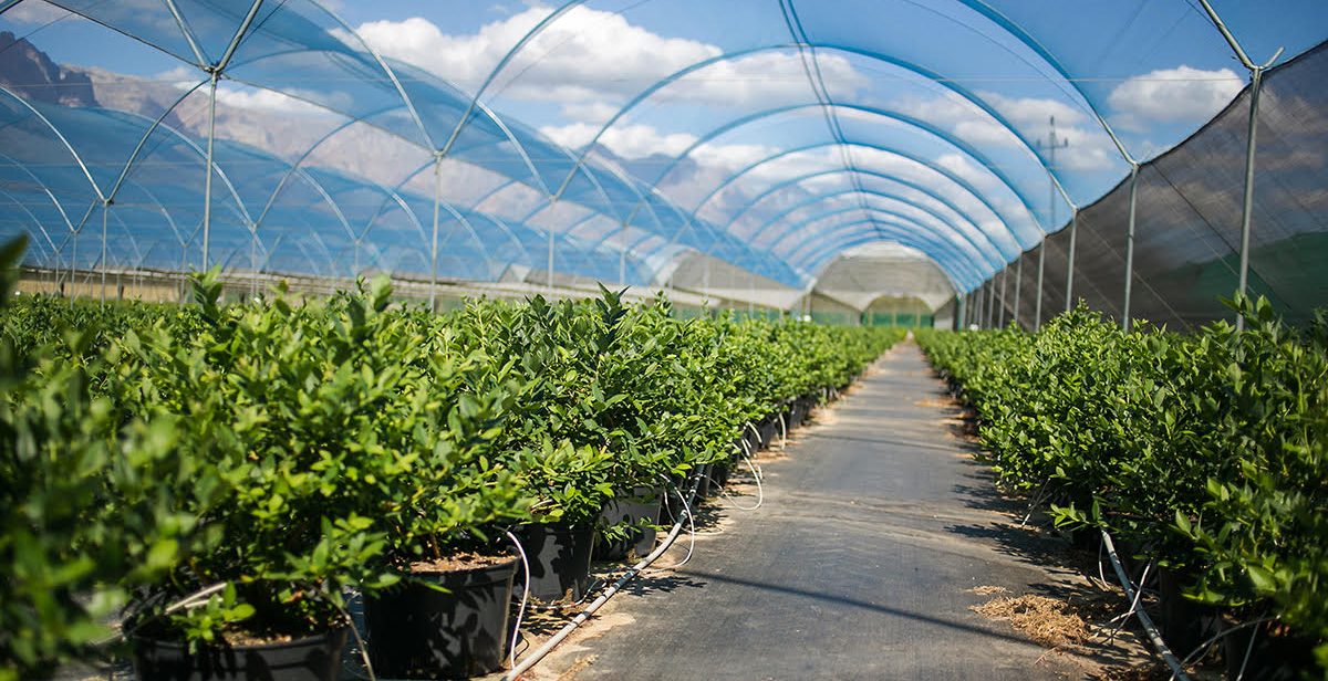 Berry Brief 2026 Q2 01 Nitrogen