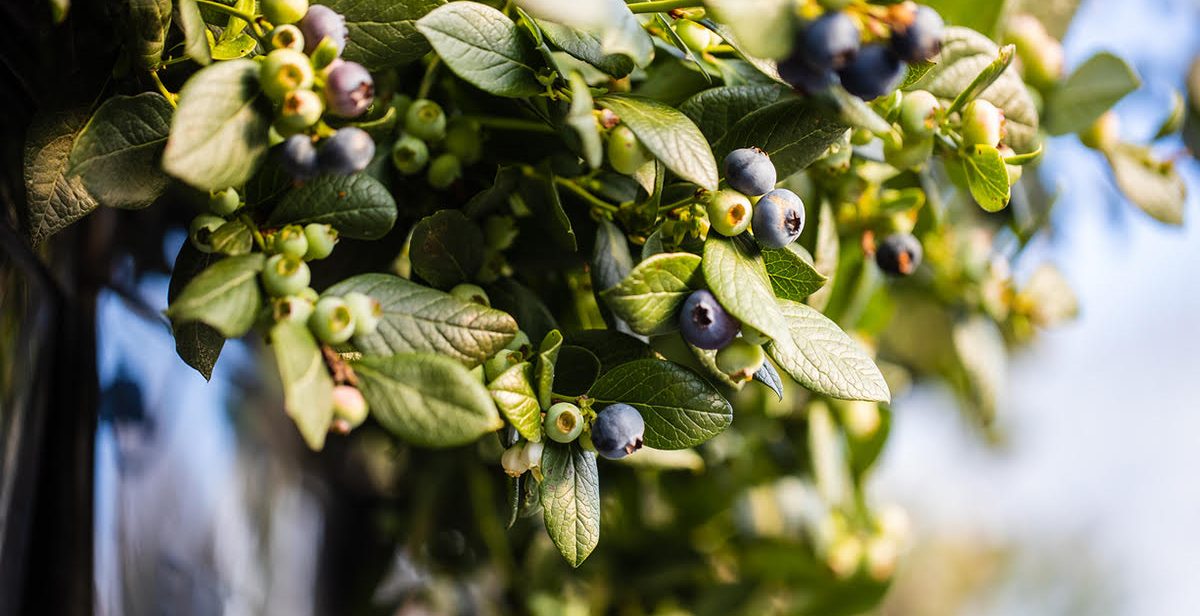 Berry Brief 2026 Q2 02 Leaf Analysis