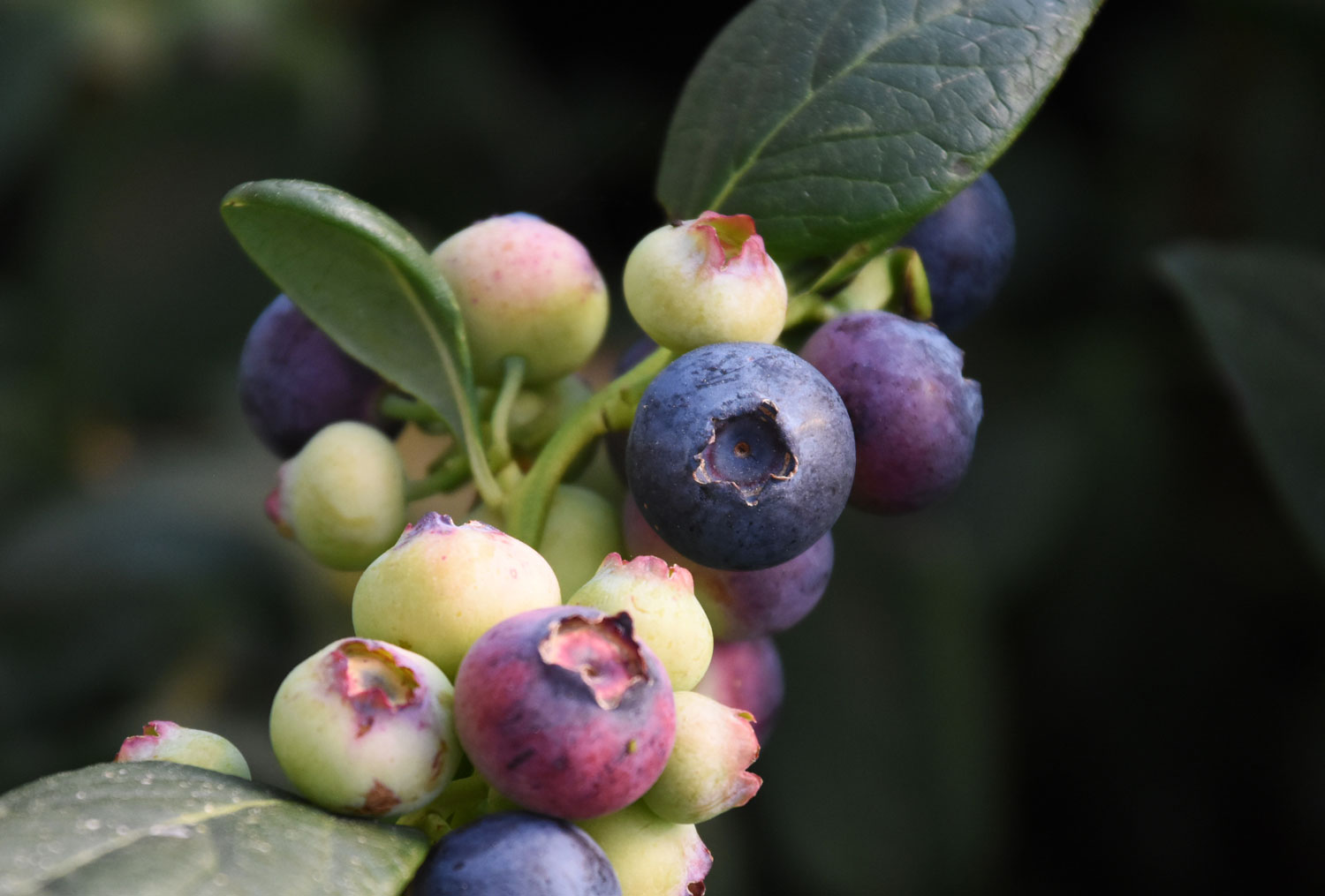 Blueberries Eureka Sunrise 2
