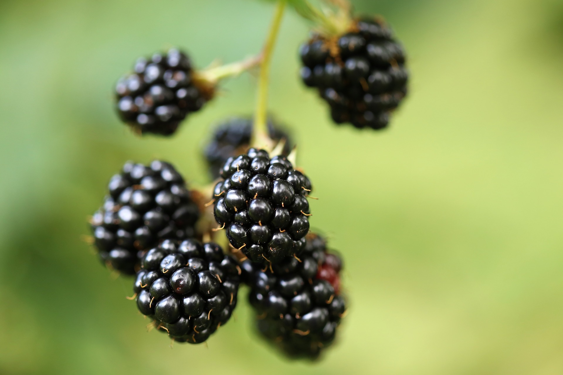 Blackberry 3567817 1920