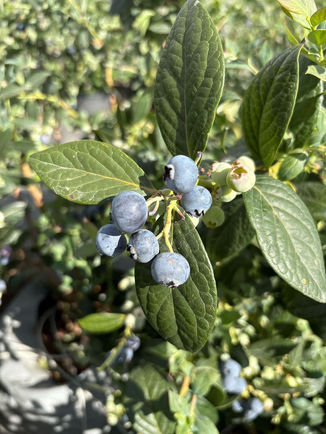 Blueberries Long2