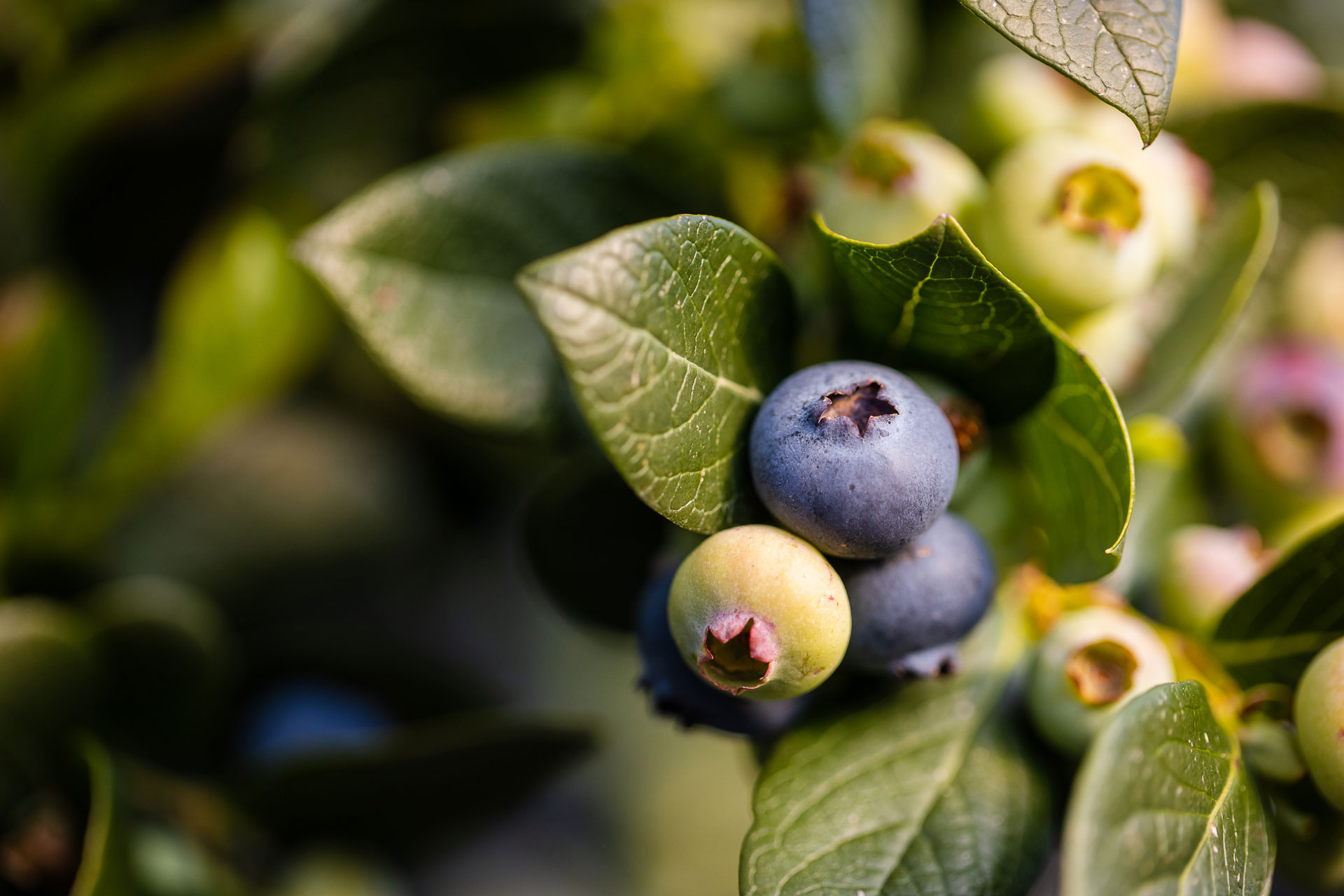 Blueberries